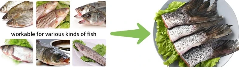fish after cut fish after cut
